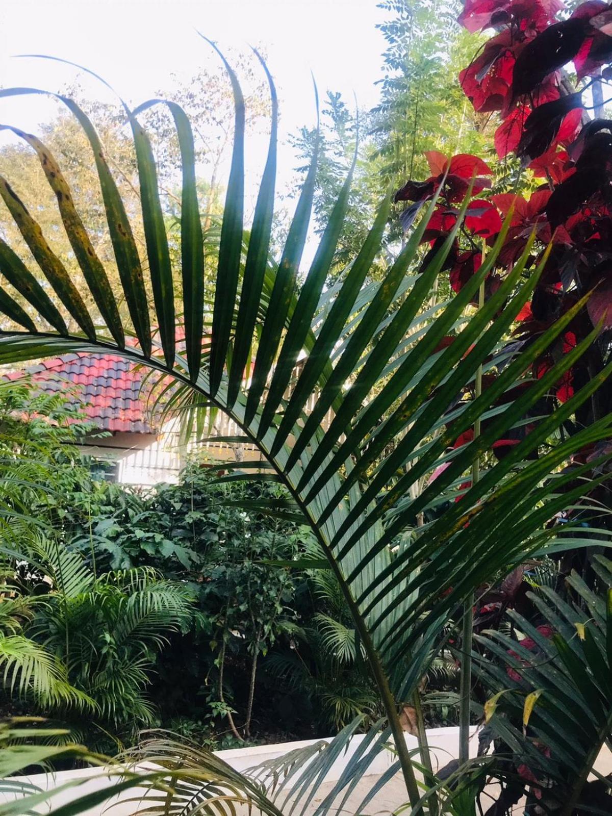Coorg Orange Blossom Resort And Spa Suntikoppa Luaran gambar